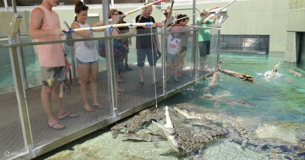 Croc N History Ticket at the Crocosaurus Cove in Darwin